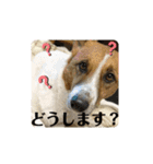 保護犬達のスタンプいろいろ（個別スタンプ：23）
