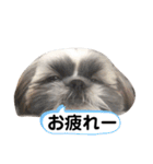 でかシーズーが関西弁でお伝えします。（個別スタンプ：1）