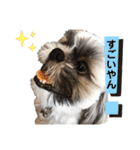 でかシーズーが関西弁でお伝えします。（個別スタンプ：2）