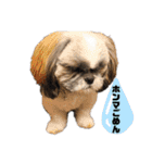 でかシーズーが関西弁でお伝えします。（個別スタンプ：4）