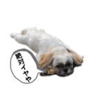 でかシーズーが関西弁でお伝えします。（個別スタンプ：7）