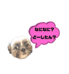 でかシーズーが関西弁でお伝えします。（個別スタンプ：9）