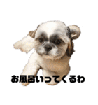 でかシーズーが関西弁でお伝えします。（個別スタンプ：11）