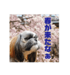 でかシーズーが関西弁でお伝えします。（個別スタンプ：12）