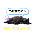 にゃーた四（個別スタンプ：2）