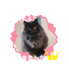 にゃーた四（個別スタンプ：3）