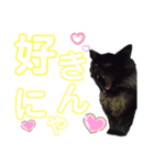 にゃーた四（個別スタンプ：4）