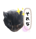にゃーた四（個別スタンプ：5）
