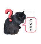 にゃーた四（個別スタンプ：7）