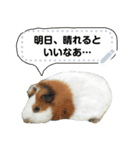 可愛い動物メッセージ！ ほほえみフレンズ（個別スタンプ：7）