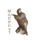 きなこ    かわいい 白茶トラ（個別スタンプ：1）