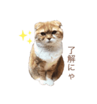 きなこ    かわいい 白茶トラ（個別スタンプ：2）