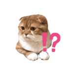 きなこ    かわいい 白茶トラ（個別スタンプ：5）