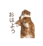 きなこ    かわいい 白茶トラ（個別スタンプ：6）