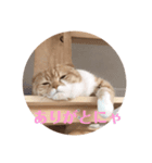 きなこ    かわいい 白茶トラ（個別スタンプ：7）