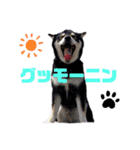 黒柴 プリンス金時ちゃん（個別スタンプ：1）