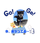 黒柴 プリンス金時ちゃん（個別スタンプ：32）