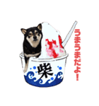 黒柴 プリンス金時ちゃん（個別スタンプ：39）