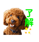 トイプードルのベックとピー（個別スタンプ：3）