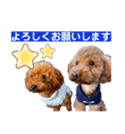 トイプードルのベックとピー（個別スタンプ：6）