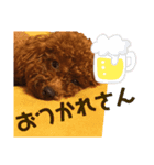 トイプードルのベックとピー（個別スタンプ：8）