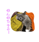 ちーとまるの生活（個別スタンプ：4）
