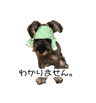 うちのいっぬたち（個別スタンプ：2）