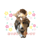うちのいっぬたち（個別スタンプ：3）