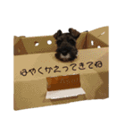 うちのいっぬたち（個別スタンプ：6）