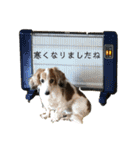 うちのいっぬたち（個別スタンプ：7）