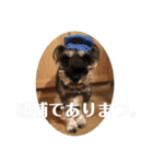 うちのいっぬたち（個別スタンプ：28）