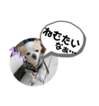 チワワのくうちゃん♪（個別スタンプ：2）