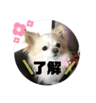 チワワのくうちゃん♪（個別スタンプ：9）
