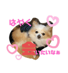 チワワのくうちゃん♪（個別スタンプ：22）