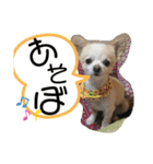 チワワのくうちゃん♪（個別スタンプ：23）