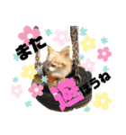 チワワのくうちゃん♪（個別スタンプ：24）