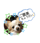 チワワのくうちゃん♪（個別スタンプ：25）