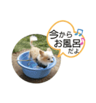 チワワのくうちゃん♪（個別スタンプ：32）