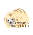 チワワのくうちゃん♪（個別スタンプ：36）