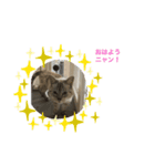 ニャンの気分（個別スタンプ：1）