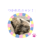 ニャンの気分（個別スタンプ：7）