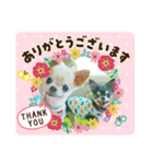 ちわわのかぞく（個別スタンプ：3）