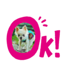 ちわわのかぞく（個別スタンプ：4）