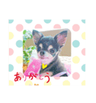 ちわわのかぞく（個別スタンプ：5）