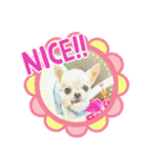 ちわわのかぞく（個別スタンプ：8）