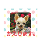 ちわわのかぞく（個別スタンプ：13）