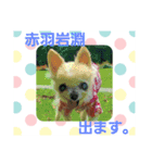 ちわわのかぞく（個別スタンプ：14）