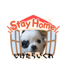 チワワの心菜（個別スタンプ：5）