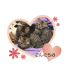 ちょこ、ここあ、あんこ（個別スタンプ：3）