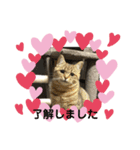 ちょこ、ここあ、あんこ（個別スタンプ：7）